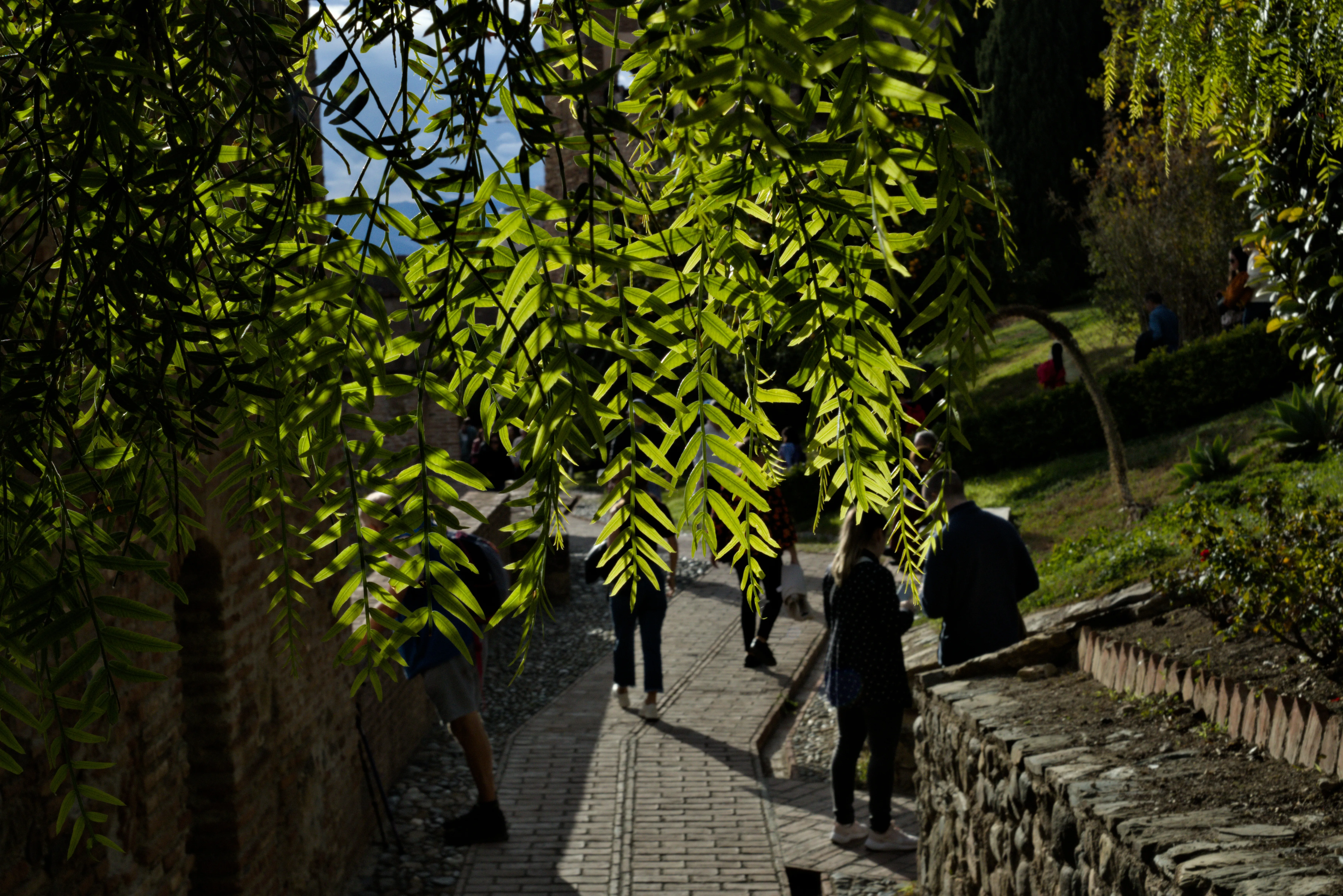 Meyer-Optik Görlitz Primagon 35mm f4.5 (M42) - _I4A7317.webp